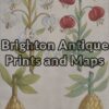 21-297  Botanical by Sweert - circa 1612