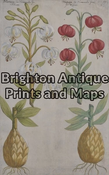 21-297  Botanical by Sweert – circa 1612