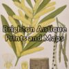 21-300  Australian Botanical by Maiden