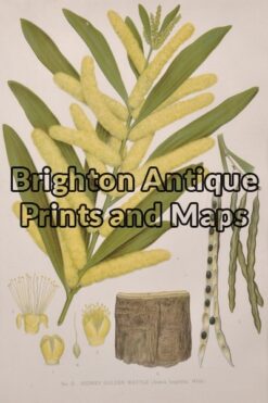 21-300  Australian Botanical by Maiden