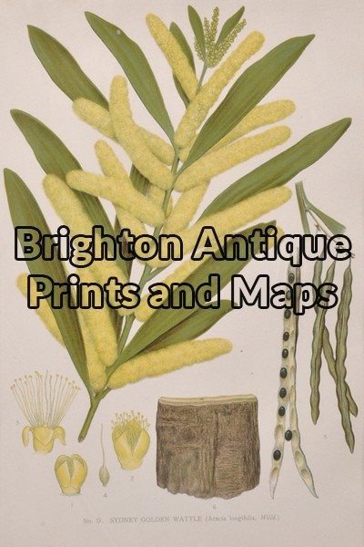 21-300  Australian Botanical by Maiden