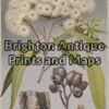 21-301 Australian Botanical by Maiden