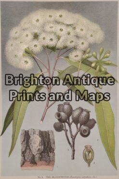 21-301 Australian Botanical by Maiden