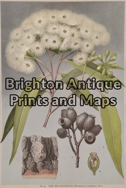 21-301 Australian Botanical by Maiden