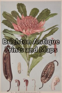 21-302  Australian Botanical by Maiden