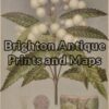 21-303 Australian Botanical by Maiden