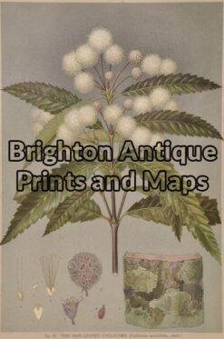 21-303 Australian Botanical by Maiden