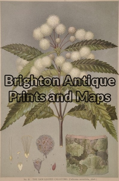 21-303 Australian Botanical by Maiden