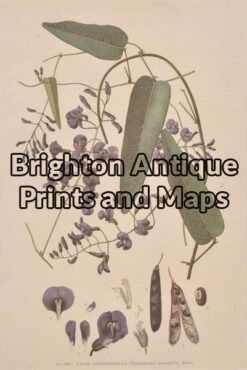 21-305 Australian Botanical by Maiden