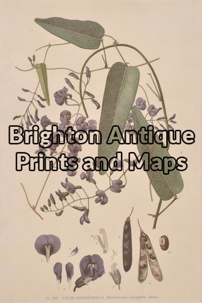 21-305 Australian Botanical by Maiden