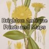 21-306 Australian Botanical by Maiden