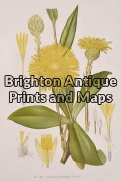 21-306 Australian Botanical by Maiden