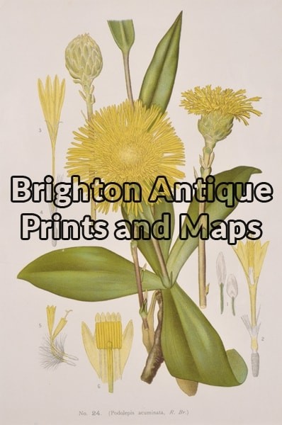 21-306 Australian Botanical by Maiden