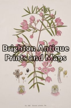 21-307 Australian Botanical by Maiden