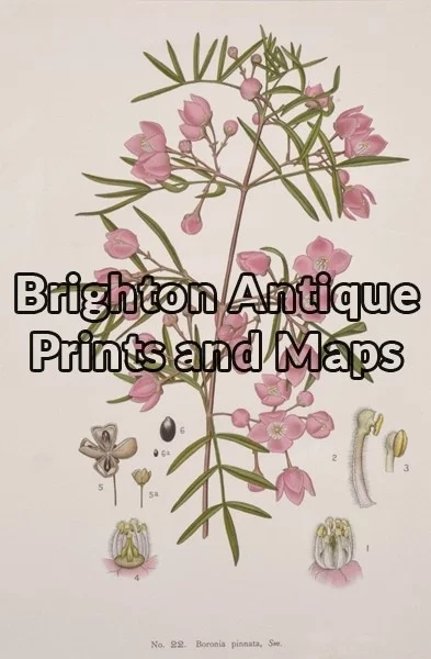 21-307 Australian Botanical by Maiden