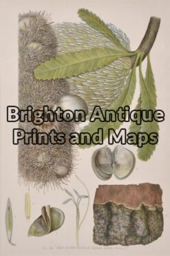 21-308  Australian Botanical by Maiden