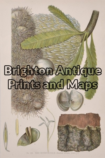 21-308  Australian Botanical by Maiden