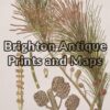 21-309  Australian Botanical by Maiden