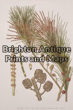 21-309  Australian Botanical by Maiden