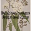 21-310  Australian Botanical by Maiden