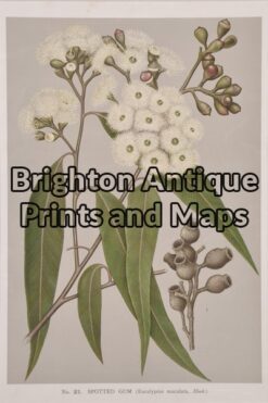 21-310  Australian Botanical by Maiden