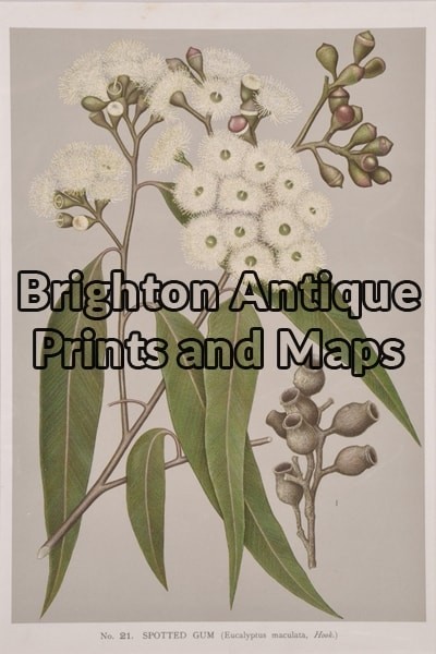 21-310  Australian Botanical by Maiden