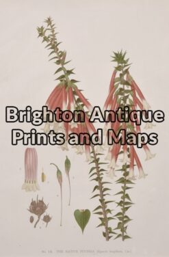21-314 Australian Botanical by Maiden