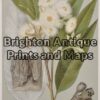 21-315  Australian Botanical by Maiden
