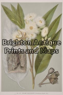 21-315  Australian Botanical by Maiden