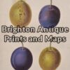 21-315 Botanical Fruit by Withers
