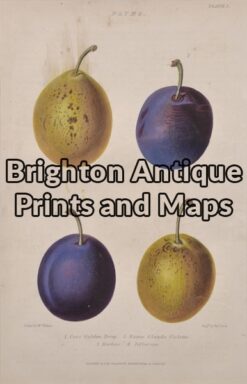 21-315 Botanical Fruit by Withers