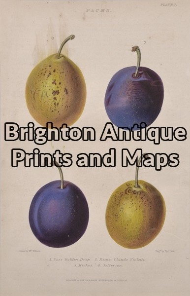 21-315 Botanical Fruit by Withers