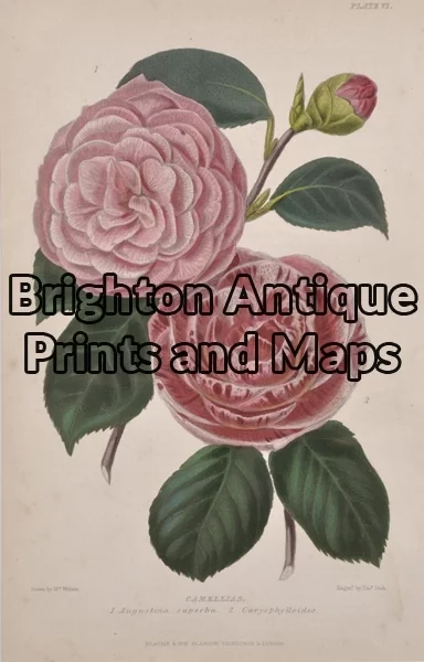 21-347  Botanical by Withers circa 1859