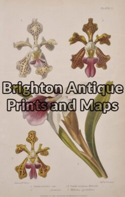 21-349  Botanical by Withers