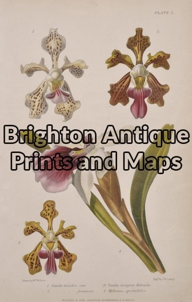 21-349  Botanical by Withers
