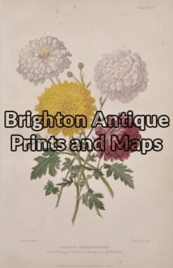 21-351  Chrysanthemums by Withers