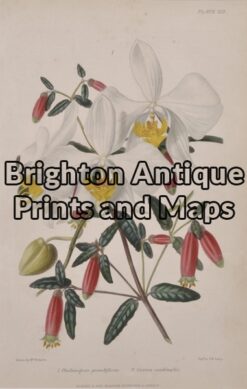 21-352  Botanical by Withers