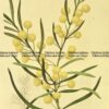 21-355  Australian botanical by Maund  c.1839