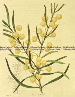 21-355  Australian botanical by Maund  c.1839