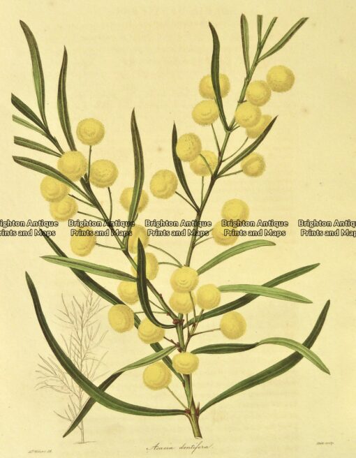 21-355  Australian botanical by Maund  c.1839