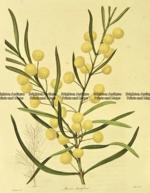 21-355  Australian botanical by Maund  c.1839