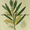 21-356  Australian botanical by Maund  c.1839