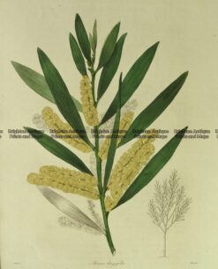 21-356  Australian botanical by Maund  c.1839