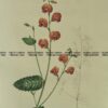 21-357  Australian botanical by Maund  c.1839