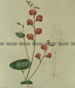 21-357  Australian botanical by Maund  c.1839