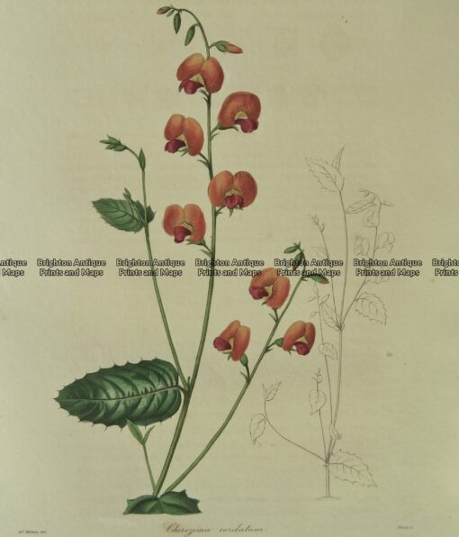 21-357  Australian botanical by Maund  c.1839