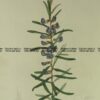 21-358  Australian botanical by Maund  c.1839