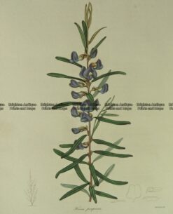 21-358  Australian botanical by Maund  c.1839