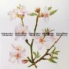 21-360  Botanical - Almond  c.1870