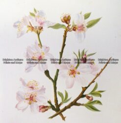 21-360  Botanical - Almond  c.1870